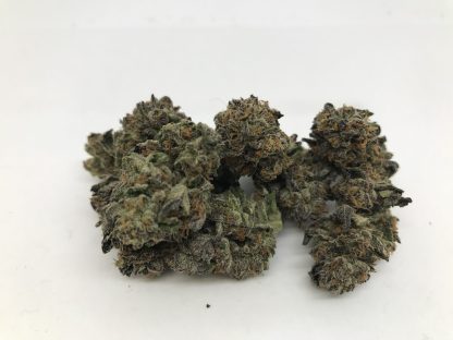Exotic Flower 8 - Sunset Sherbet