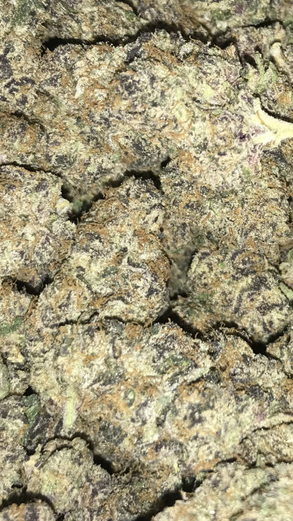 Exotic Flower 13 - Lemon Cherry Gelato