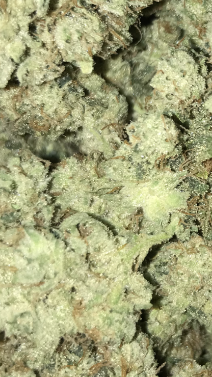 Bulk Clearance 11 - Gorilla Dawg Smalls - Image 2