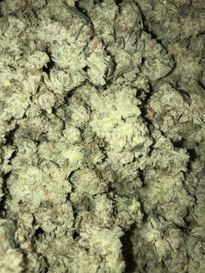 Bulk Clearance 11 - Gorilla Dawg Smalls