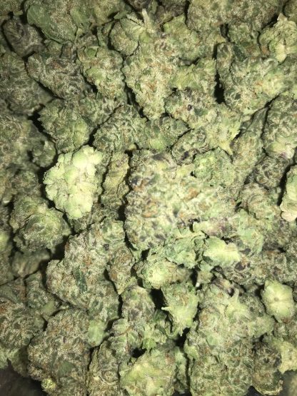 Bulk Clearance 25 Grape pie