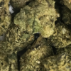 Top Shelf Flower 6 - rumpelstiltskin - Image 2